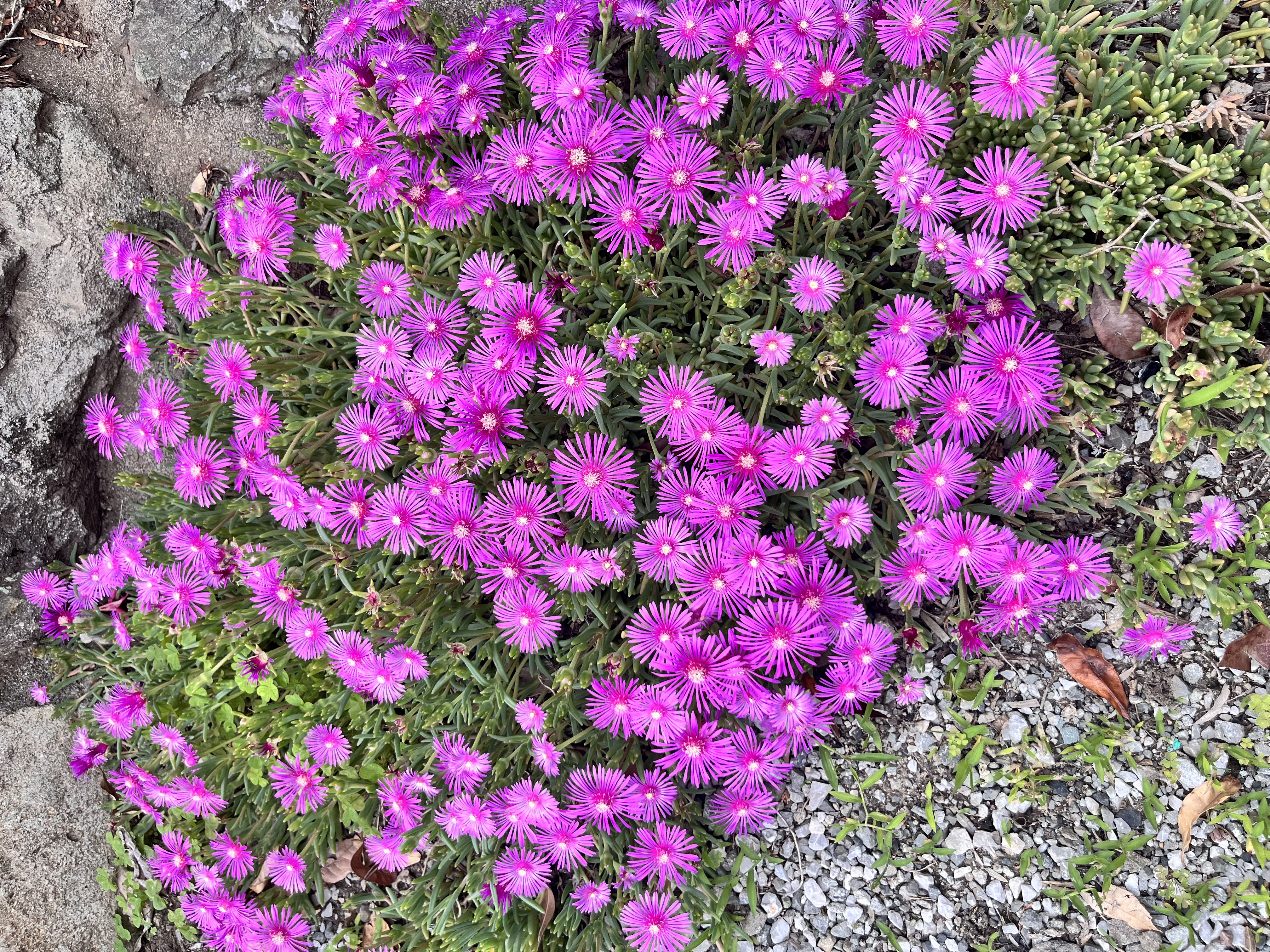 IMG_6551.jpeg