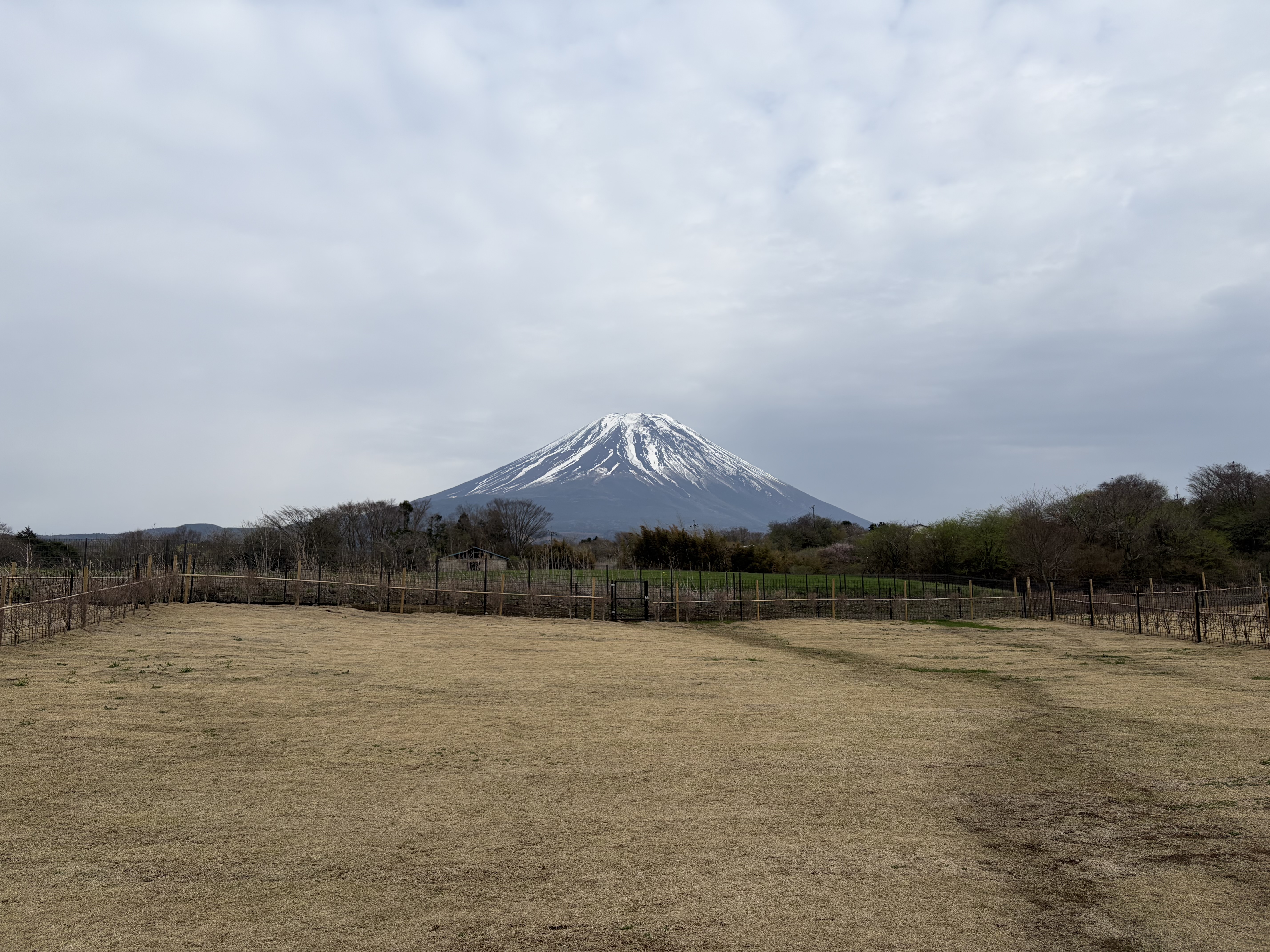 まな