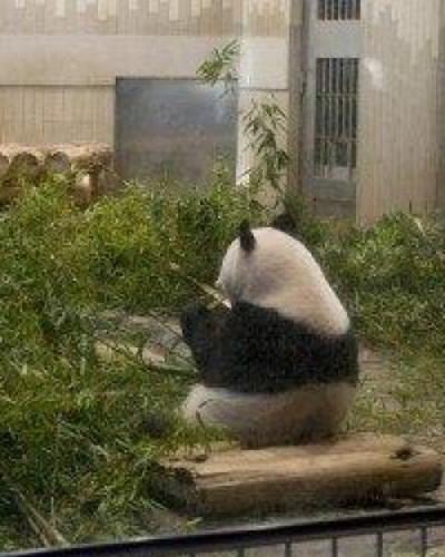 このみ