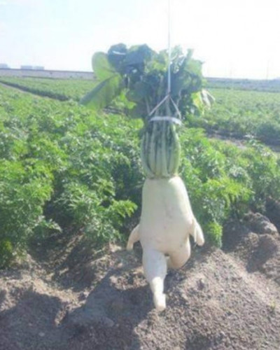 かえで