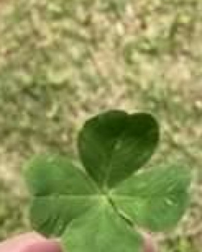 かえで