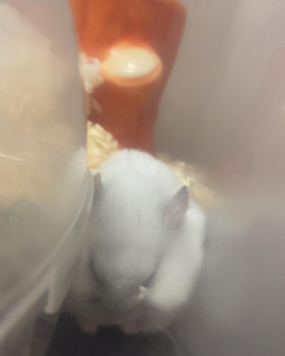 あいる