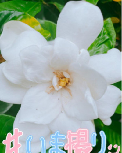 しき