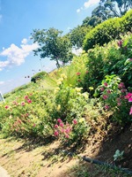 るりか