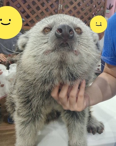 あいな