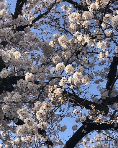 きさき