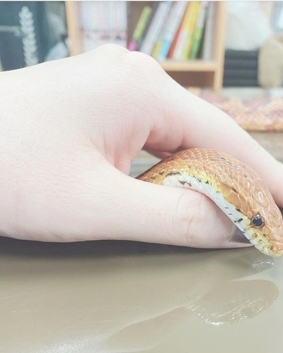 あやみ