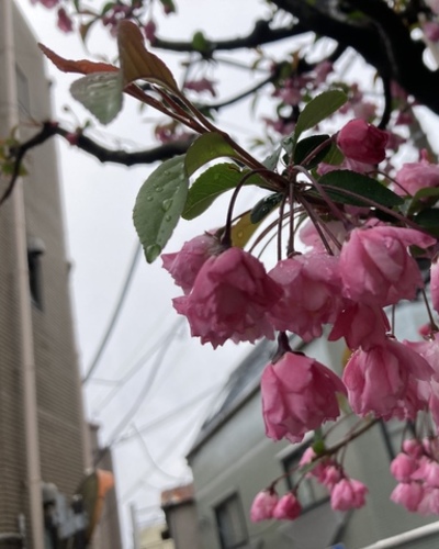 まほ