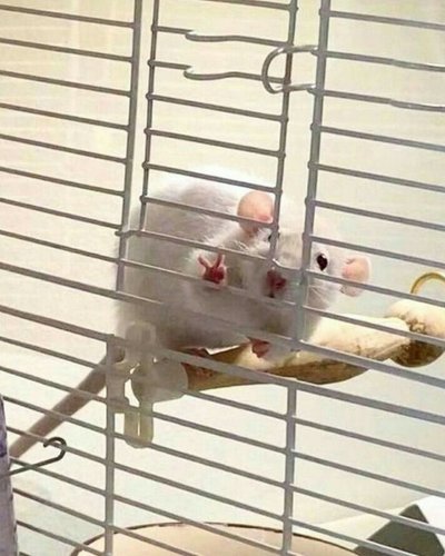みん