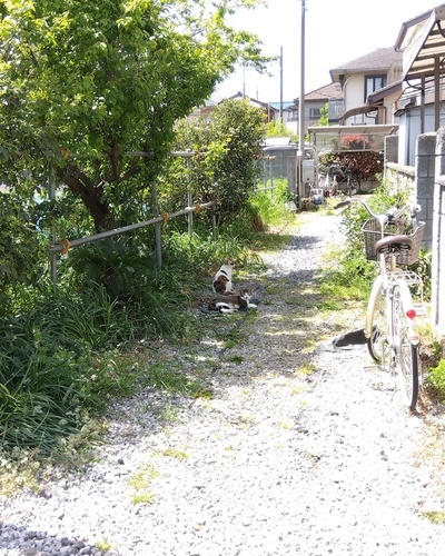 のどか