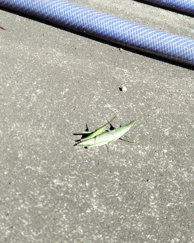 かえで