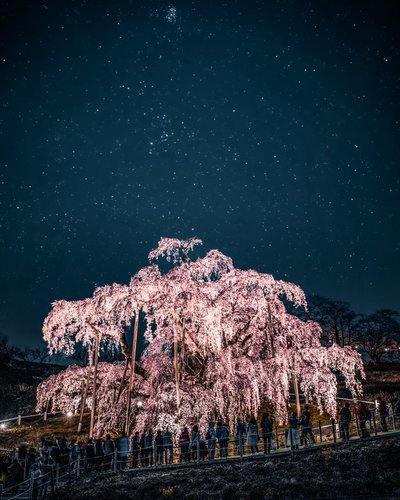 あおい