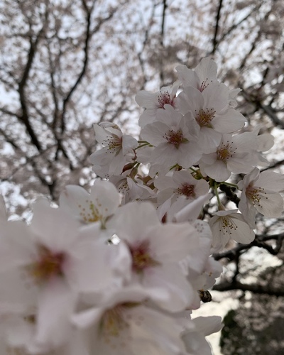 みずな