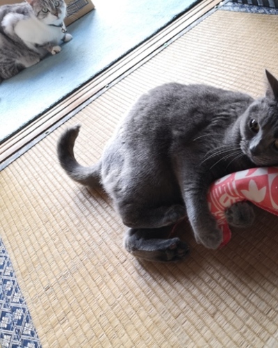 あいな