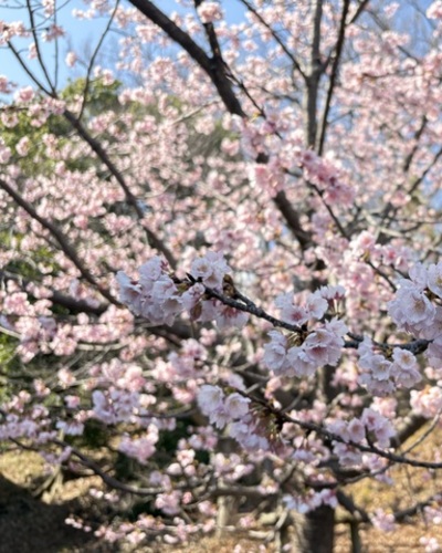 れい