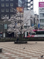 あやみ