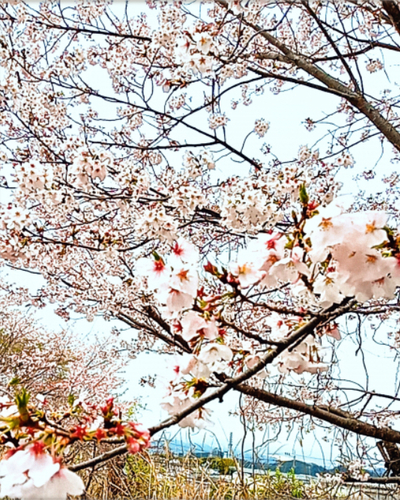 ななせ