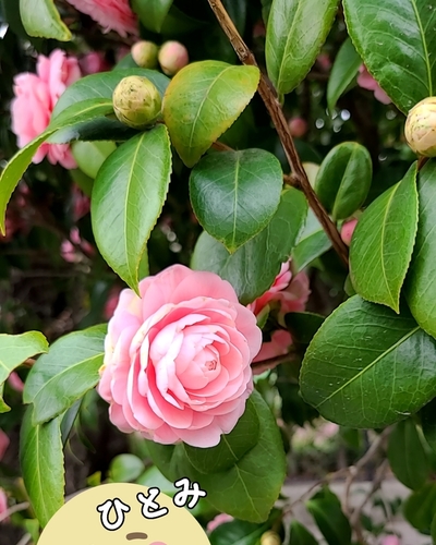 ひとみ