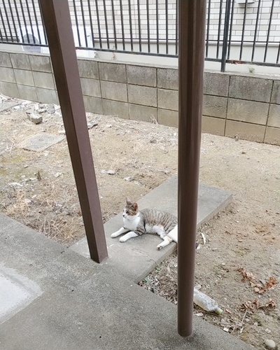 のどか