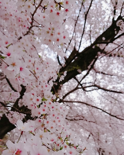 しお