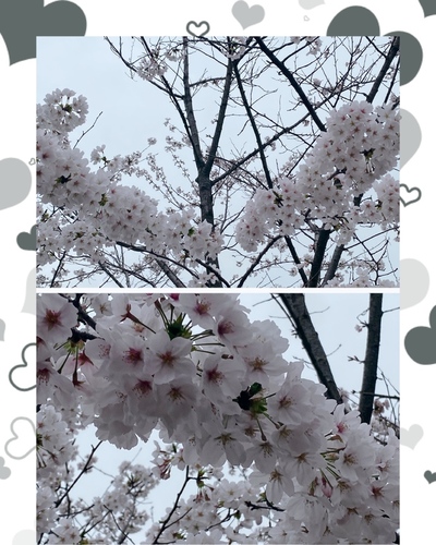 ひかり