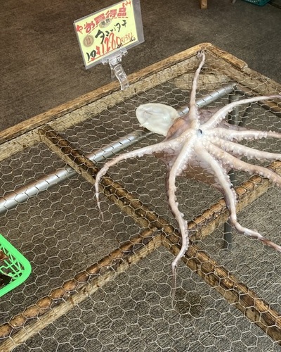 らん