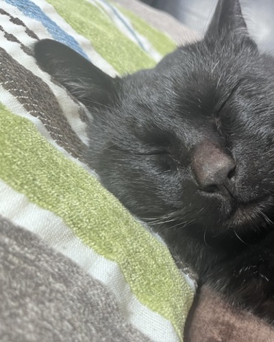 せん