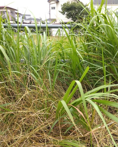 のどか