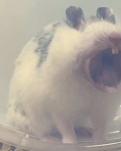せん