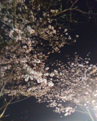 まいこ