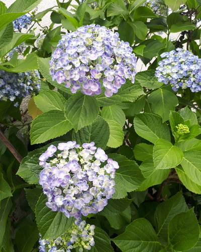 あやみ