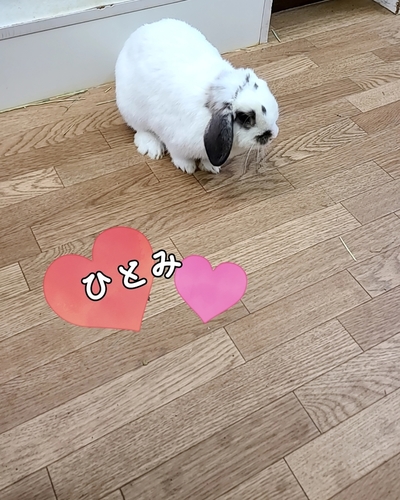 ひとみ