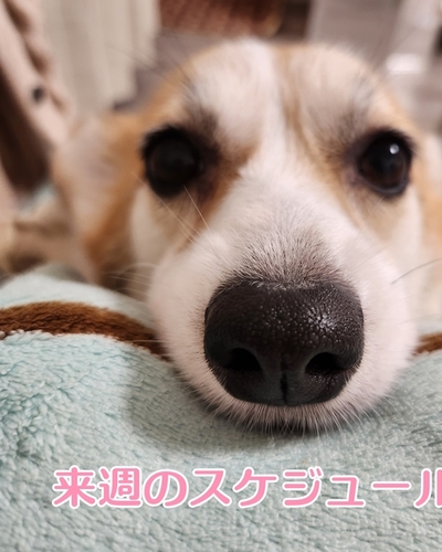 つばさ