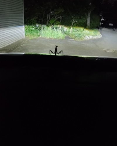 かえで
