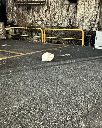 せん