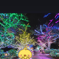 ゆり